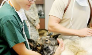 online animal care courses ireland